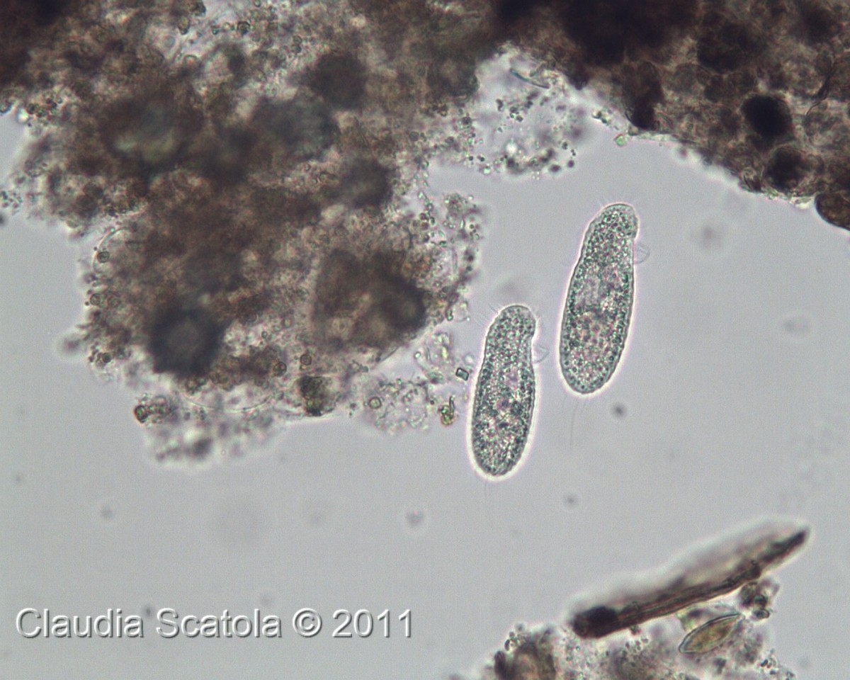 Tetrahymena sp.